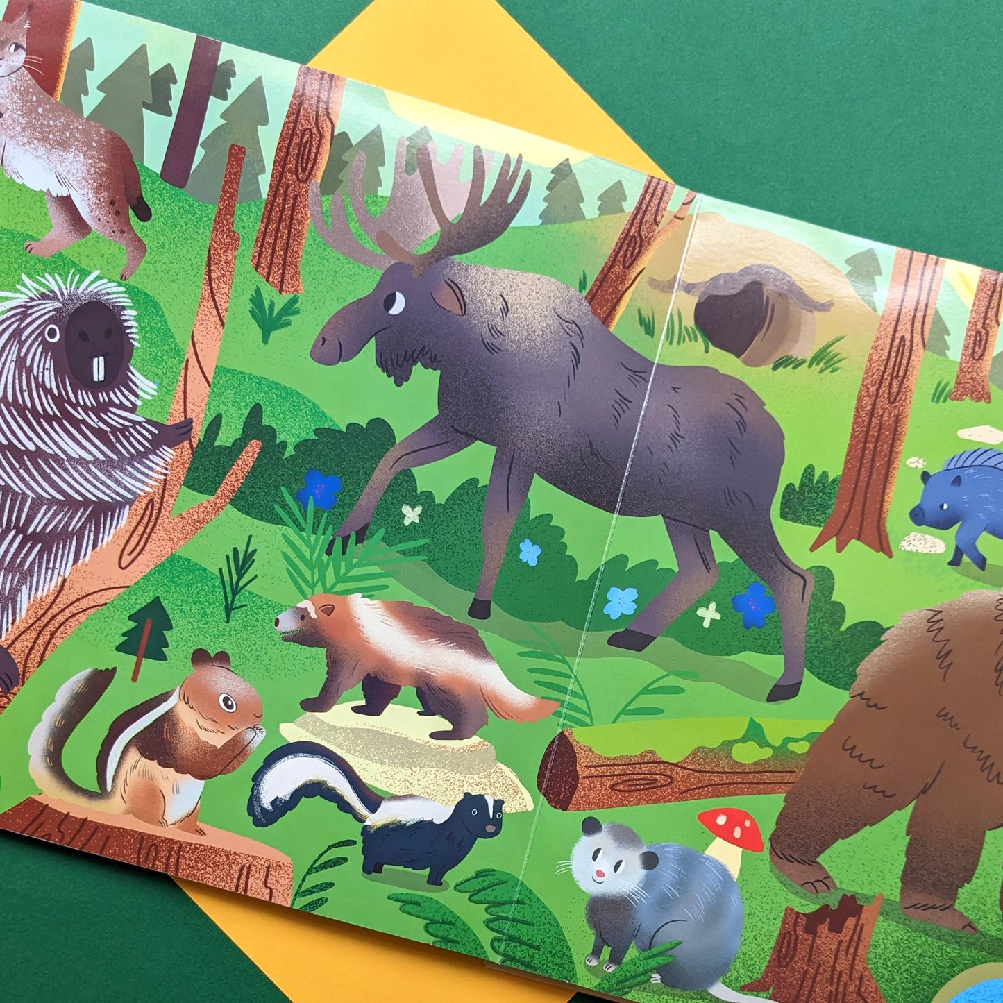 Nature Look & Find Book - Mammals