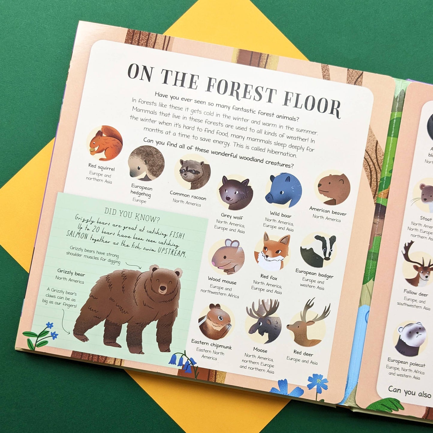 Nature Look & Find Book - Mammals